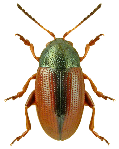 Mantura rustica